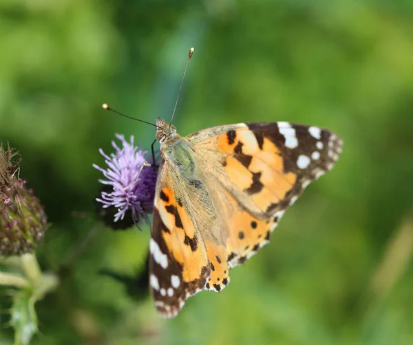 Ванесса Кардуі - барвистий метелик, відомий як розписана леді, або космополіт, що спочиває на квітці будяка. — стокове фото
