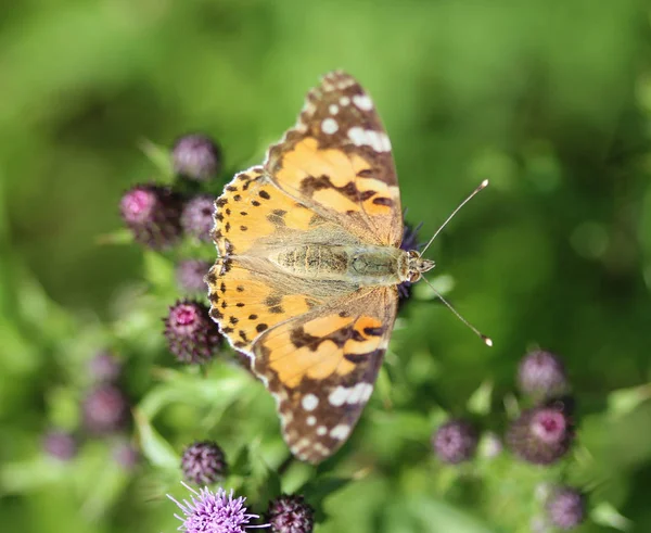 Vanessa Cardui to kolorowy motyl, znany jako malowana pani, lub kosmopolityczne, spoczywa na oset kwiat — Zdjęcie stockowe