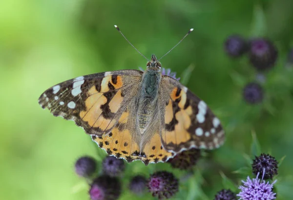 Vanessa Cardui to kolorowy motyl, znany jako malowana pani, lub kosmopolityczne, spoczywa na oset kwiat — Zdjęcie stockowe