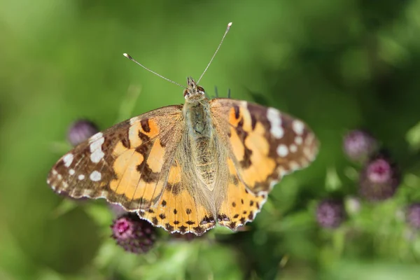 Vanessa cardui ein farbenfroher Schmetterling, bekannt als die gemalte Dame oder Kosmopolitin, der auf einer Distelblume ruht — Stockfoto
