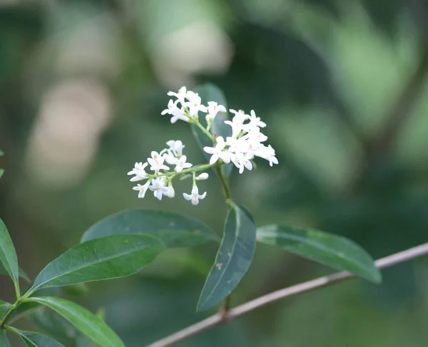 Ligustrum vulgare, also known as wild privet common privet or European privet flower blooming in spring — Stock Image Ligustrum vulgare, also known as wild privet common privet or European privet flower blooming in spring Royalty Free Stock Photos