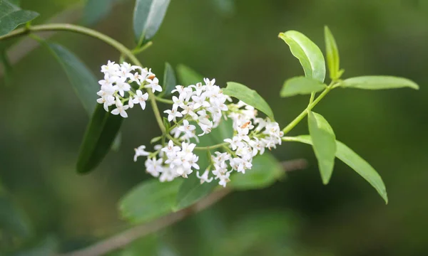 Ligustrum vulgare, also known as wild privet common privet or European privet flower blooming in spring — Stock Image Ligustrum vulgare, also known as wild privet common privet or European privet flower blooming in spring Stock Picture