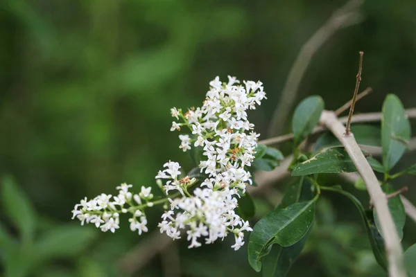 Ligustrum vulgare, also known as wild privet common privet or European privet flower blooming in spring — Stock Image Ligustrum vulgare, also known as wild privet common privet or European privet flower blooming in spring Stock Photo