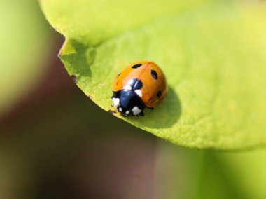 Coccinella septempunctata, yedi noktalı uğur böceği, Avrupa 'nın en yaygın uğur böceği.