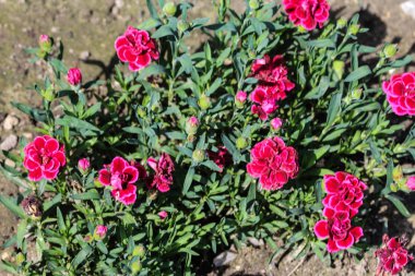 Dianthus caryophyllus, yaygın olarak karanfil veya karanfil pembe olarak bilinen, Dianthus bir türüdür. Bu çiçek bir bahçede ilkbaharda çiçek açıyor.