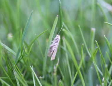 kuş kiraz ermine güve (Yponomeuta evonymella) çim üzerinde