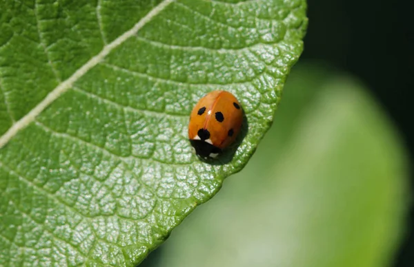 Coccinella septempunctata, la coccinelle à sept points, la coccinelle la plus commune en Europe — Photo