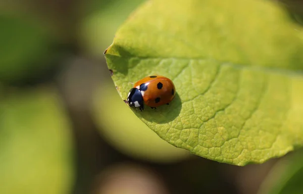 Coccinella septempunctata, la coccinelle à sept points, la coccinelle la plus commune en Europe — Photo