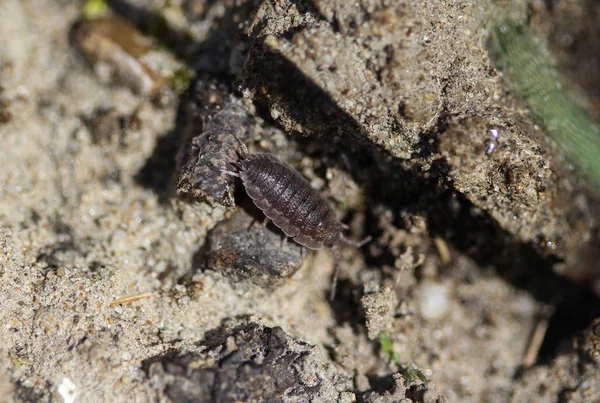 Porcellio scaber otherwise known as the common rough woodlouse or simply rough woodlouse — Stock Photo, Image