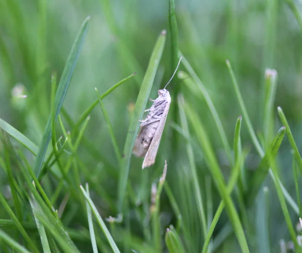 Пташиний вишневий метелик (Yponomeuta evonymella) на траві — стокове фото