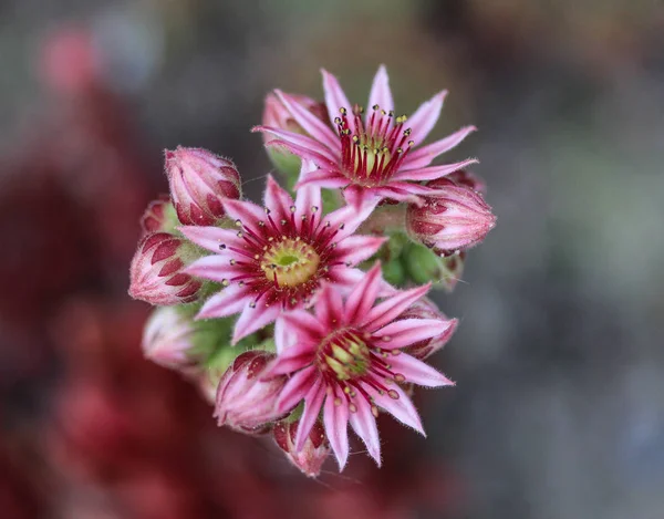 Flor común de Houseleek (Sempervivum tectorum), también conocida como gallinas y polluelos, floreciendo durante la primavera — Foto de Stock