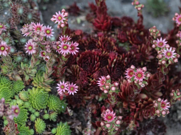 Flor común de Houseleek (Sempervivum tectorum), también conocida como gallinas y polluelos, floreciendo durante la primavera — Foto de Stock