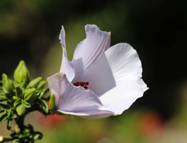 Althaea officinalis, or marsh mallow flower blooming in spring in the garden — Stock Photo, Image