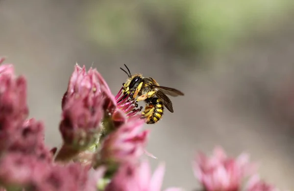 Anthidium manicatum, yleisesti kutsutaan Euroopan villakaramelli mehiläinen — kuvapankkivalokuva