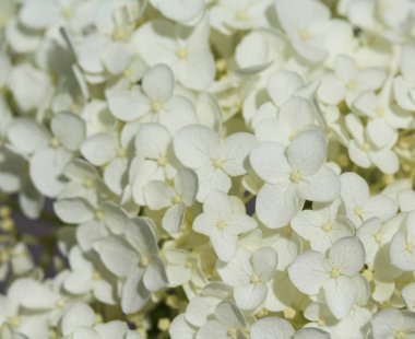 Ortanca arborescens, genellikle pürüzsüz ortanca, yabani ortanca veya sevenbark olarak bilinir