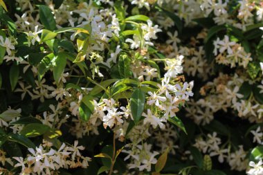 Trachelospermum Jasminoides, Konfederasyon yasemin, Güney yasemin, Yıldız yasemin, Konfederasyon Yasemin ve Çin yıldızı Jasmine, bahçede çiçek açarlar.
