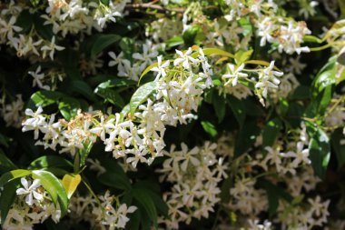 Trachelospermum Jasminoides, Konfederasyon yasemin, Güney yasemin, Yıldız yasemin, Konfederasyon Yasemin ve Çin yıldızı Jasmine, bahçede çiçek açarlar.
