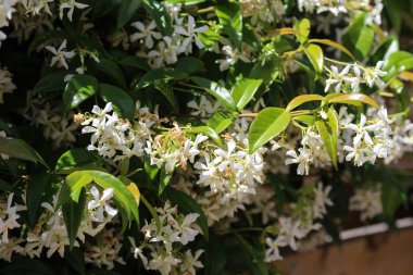 Trachelospermum Jasminoides, Konfederasyon yasemin, Güney yasemin, Yıldız yasemin, Konfederasyon Yasemin ve Çin yıldızı Jasmine, bahçede çiçek açarlar.