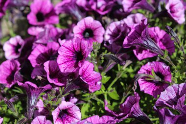 Bahçe petunya hibrid (Petunia atkinsiana) bahçede, ilkbaharda çiçeklenme