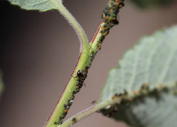 Colonia de hormigas de jardín negro (Lasius niger) se alimenta de mielada de pulgones, hizo un nido en una planta en el jardín —  Fotos de Stock