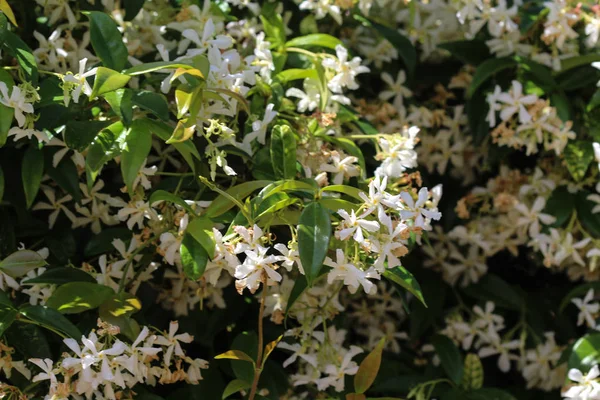 Trafospermum jasminoides, Common names includes confederate jasmine, Southern jasmine, star jasmine, confederate jessamine, and Chinese star jasmine, blooding in garden — стоковое фото