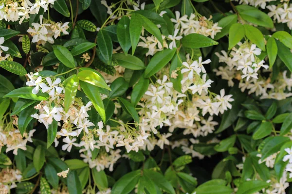 Trafospermum jasminoides, Common names includes confederate jasmine, Southern jasmine, star jasmine, confederate jessamine, and Chinese star jasmine, blooding in garden — стоковое фото