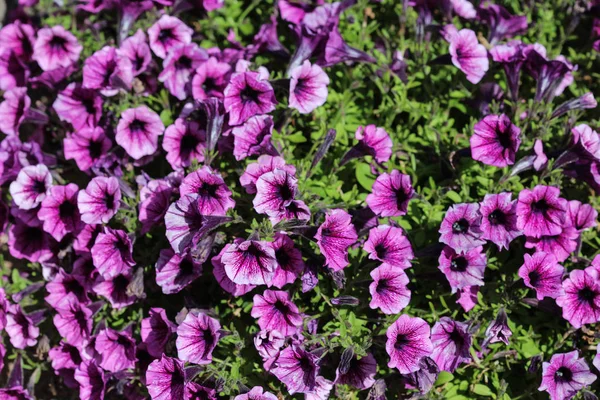 Jardim petúnia híbrido (Petunia =atkinsiana) no jardim, florescendo na primavera — Fotografia de Stock