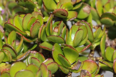 Crassula ovata, yaygın olarak yeşim taşı bitkisi, şanslı bitki, para bitkisi veya para ağacı olarak bilinir.