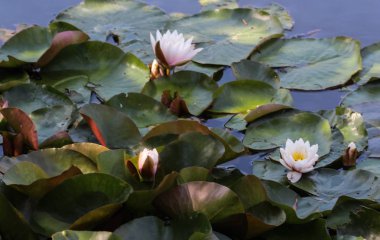 Nymphaea alba, Avrupa beyaz nilüfer veya beyaz su gül olarak da bilinir