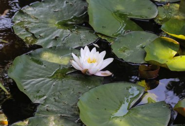 Nymphaea alba, Avrupa beyaz nilüfer veya beyaz su gül olarak da bilinir