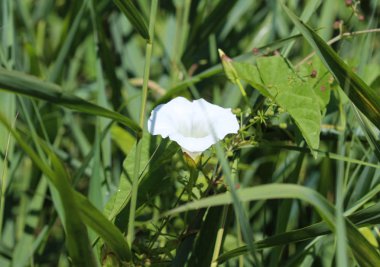 calystegia sepya (eski Convolvulus sepya) ortak isimleri hedge bindweed, Rutland güzellik, bugle asma, göksel trompet, bellbind, büyükanne pop yataktan pop, yaz sezonunda çiçek