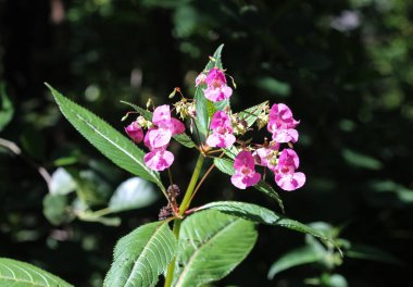 Impatiens glandulifera çiçek, ortak isimleri Polis Kask, Bobby Tops, Bakır Tops, Gnome's Hatstand ve Himalaya Balsam