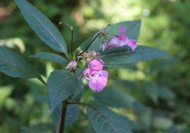 Impatiens glandulifera çiçek, ortak isimleri Polis Kask, Bobby Tops, Bakır Tops, Gnome's Hatstand ve Himalaya Balsam