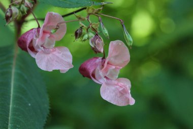 Impatiens glandulifera çiçek, ortak isimleri Polis Kask, Bobby Tops, Bakır Tops, Gnome's Hatstand ve Himalaya Balsam
