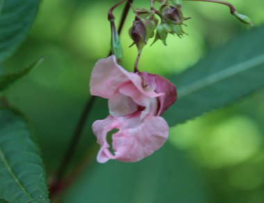 Impatiens glandulifera çiçek, ortak isimleri Polis Kask, Bobby Tops, Bakır Tops, Gnome's Hatstand ve Himalaya Balsam