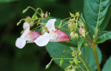 Impatiens glandulifera çiçek, ortak isimleri Polis Kask, Bobby Tops, Bakır Tops, Gnome's Hatstand ve Himalaya Balsam