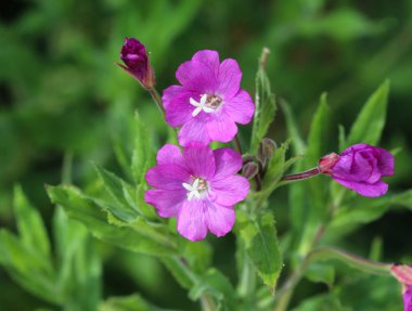 Epilobium hirsutum, yaygın büyük söğütherb, büyük tüylü söğüt herb veya kıllı söğüt herb olarak bilinen, ormanda çiçeklenme