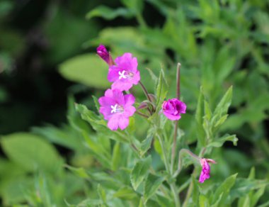 Epilobium hirsutum, yaygın büyük söğütherb, büyük tüylü söğüt herb veya kıllı söğüt herb olarak bilinen, ormanda çiçeklenme