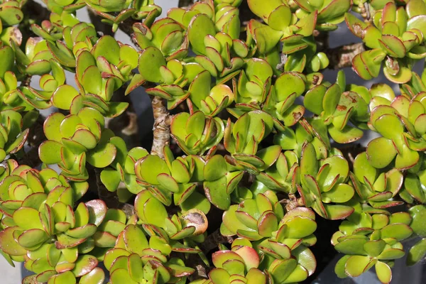 Crassula ovata, umumnya dikenal sebagai tanaman giok, tanaman keberuntungan, tanaman uang atau pohon uang — Stok Foto