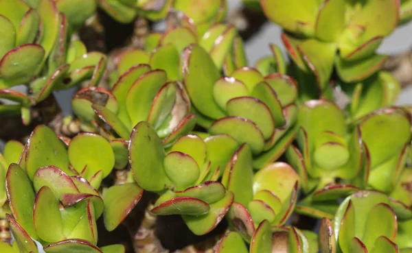 Crassula ovata, comúnmente conocida como planta de jade, planta de la suerte, planta del dinero o árbol del dinero — Foto de Stock