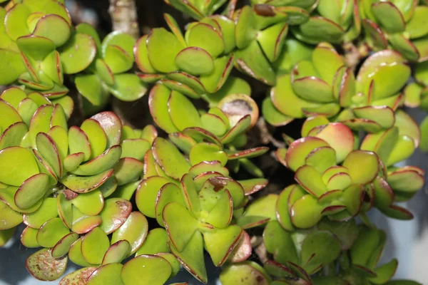 Crassula ovata, comúnmente conocida como planta de jade, planta de la suerte, planta del dinero o árbol del dinero — Foto de Stock