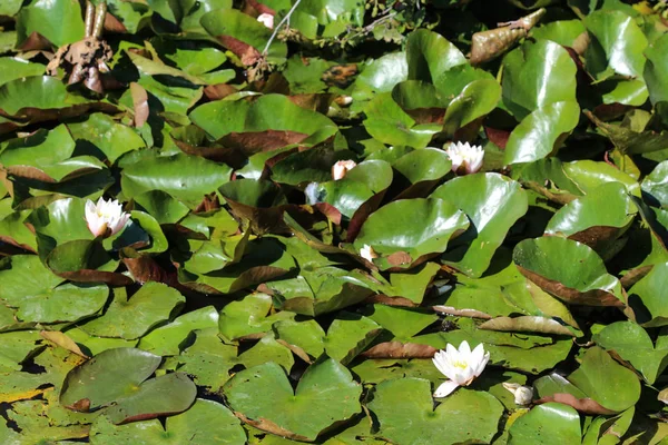 Nymphaea alba, также известный как европейская белая водяная лилия или белая вода поднялась — стоковое фото