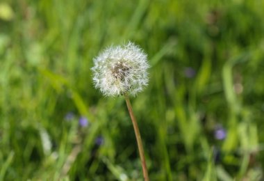 Sarı karahindiba (Taraxacum officinale) çiçek açıyor