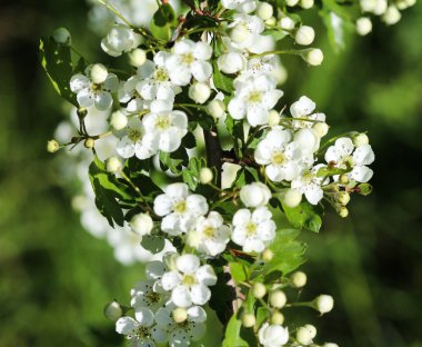 Midland alıç beyaz çiçek, İngiliz alıç (Crataegus laevigata) baharda çiçeklenme
