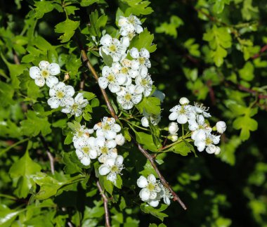 Midland alıç beyaz çiçek, İngiliz alıç (Crataegus laevigata) baharda çiçeklenme