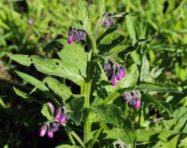 Bahar boyunca yabani kuş ya da hakiki kuş (Symphytum officinale) çiçeği