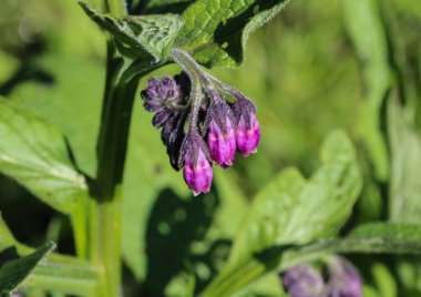 Bahar boyunca yabani kuş ya da hakiki kuş (Symphytum officinale) çiçeği
