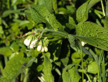 Bahar boyunca yabani kuş ya da hakiki kuş (Symphytum officinale) çiçeği