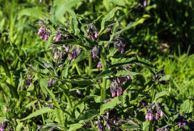 Bahar boyunca yabani kuş ya da hakiki kuş (Symphytum officinale) çiçeği