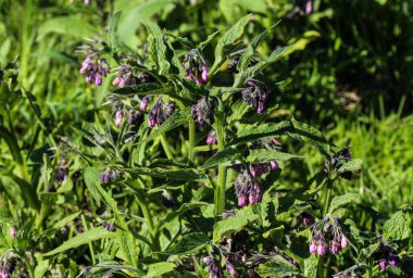 wild common comfrey or true comfrey (Symphytum officinale) flower during spring clipart